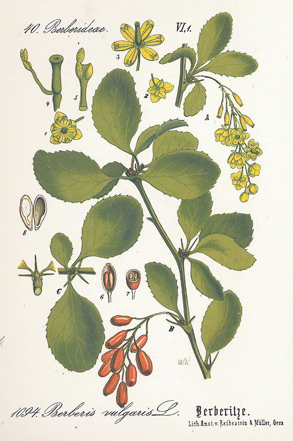 Berberitze (Berberis vulgaris)